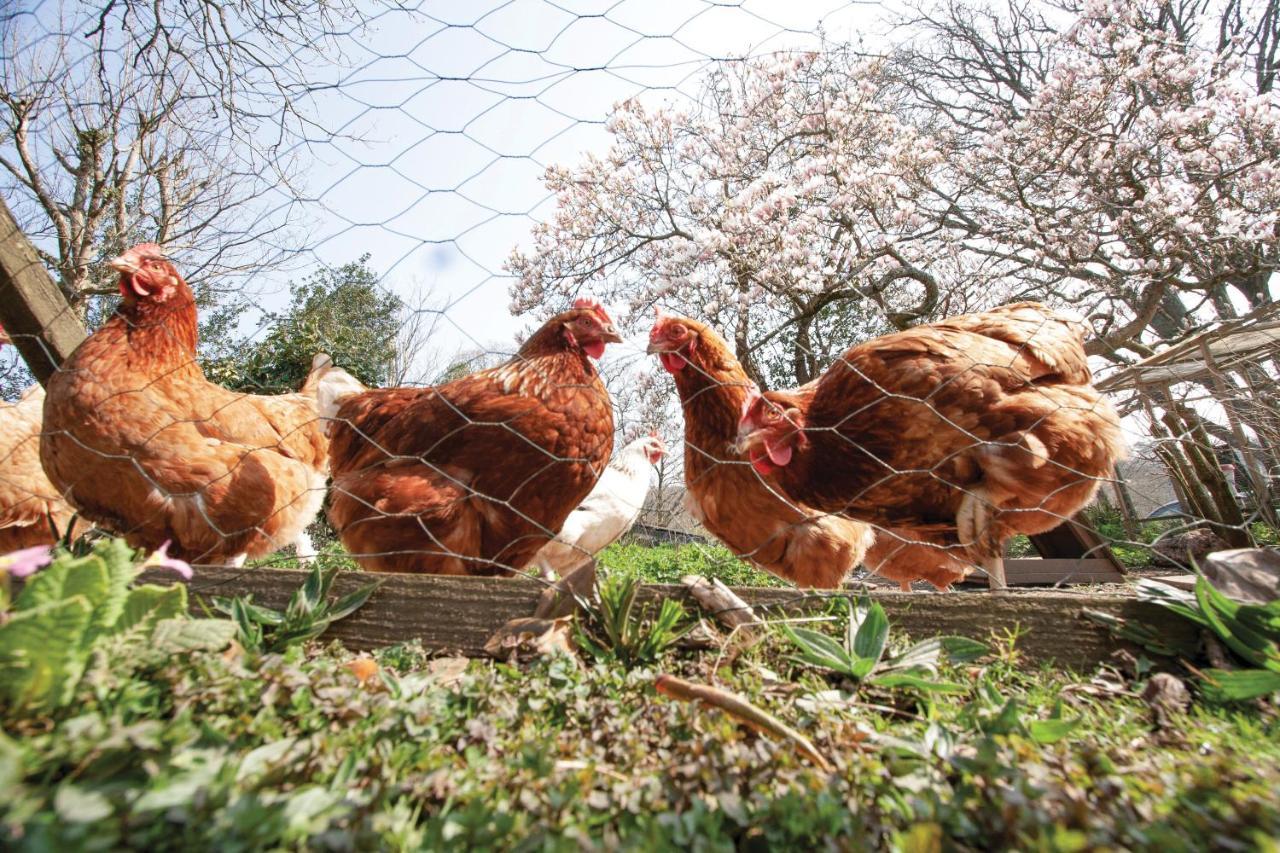 ラネリーBronllys Farm Coastal Self-Cateringアパートメント エクステリア 写真